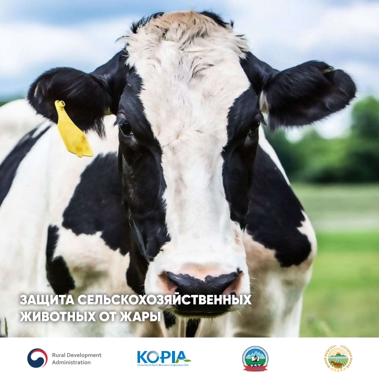 23-13. 키르기즈(공)_Protecting farm animals from heat.pdf_page_01.jpg